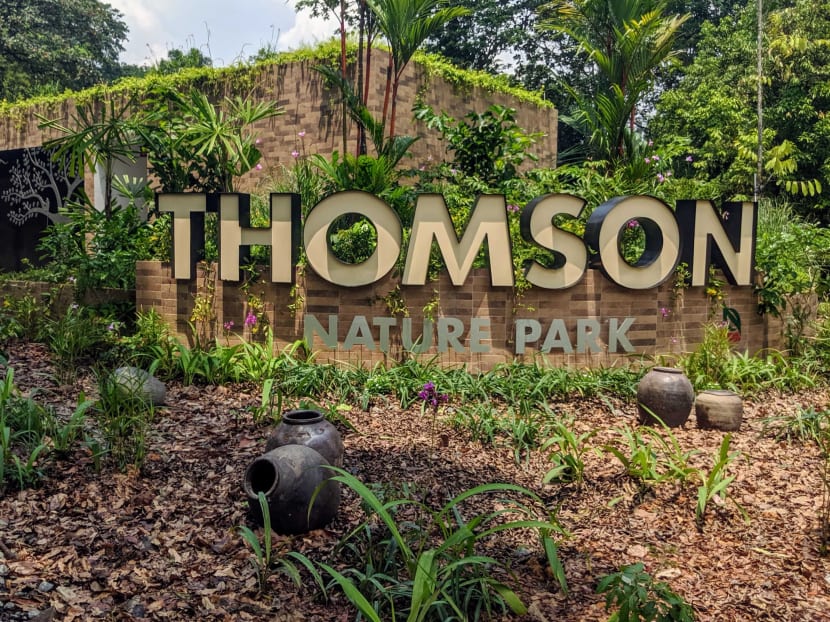 Thomson Nature Park was developed for around S$6.5 million and serves as a key conservation site for the critically endangered Raffles' banded langur, a primate species native to Singapore.
