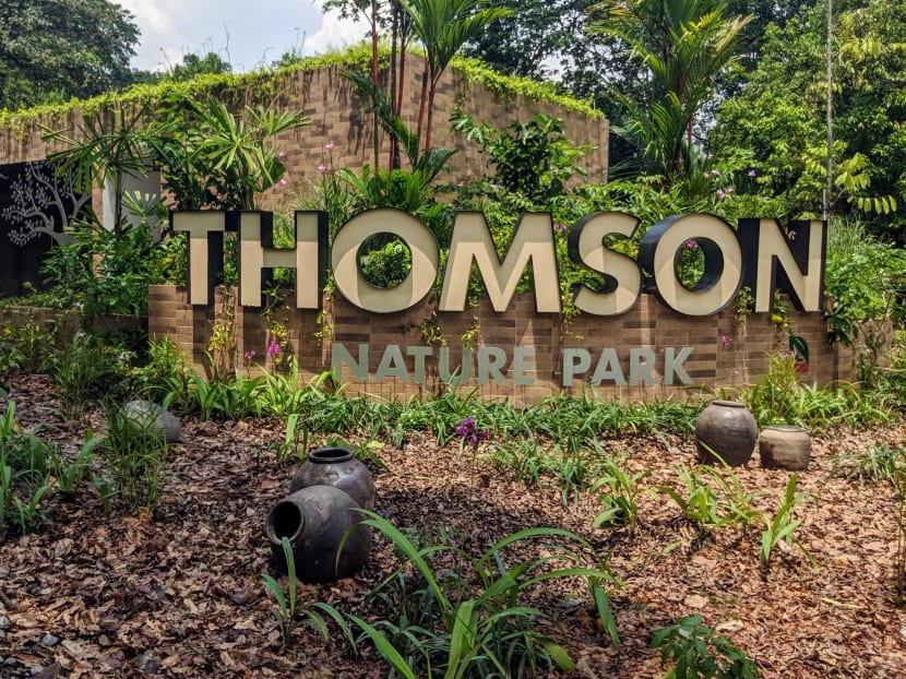 Thomson Nature Park was developed for around S$6.5 million and serves as a key conservation site for the critically endangered Raffles' banded langur, a primate species native to Singapore. Thomson Nature Park was developed for around S$6.5 million and serves as a key conservation site for the critically endangered Raffles' banded langur, a primate species native to Singapore.