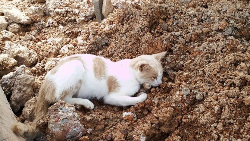 'Abang' kucing peliharaan yang setia mati 2 minggu selepas tuannya