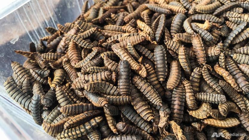 How flies and maggots are being bred to eat your food waste and keep Singapore clean