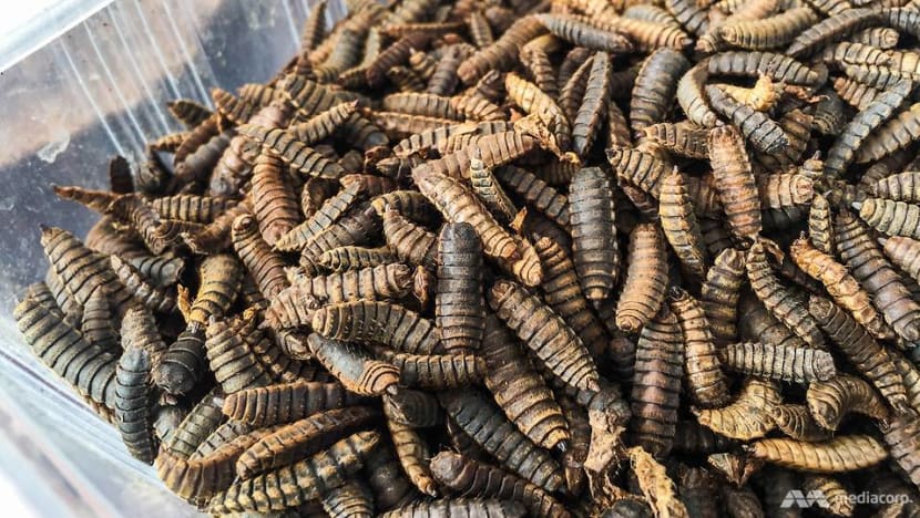 How flies and maggots are being bred to eat your food waste and keep  Singapore clean - CNA