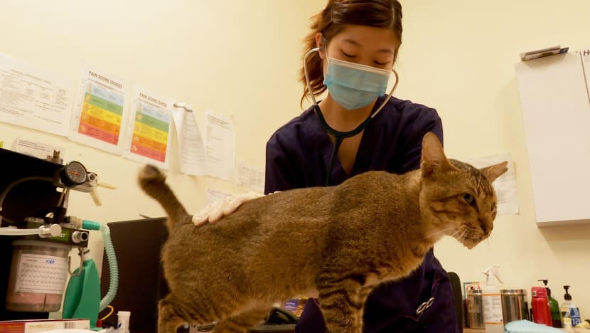 ‘As if they were my own animal’: Vets at SPCA’s clinic set the record straight on euthanasia ‘As if they were my own animal’: Vets at SPCA’s clinic set the record straight on euthanasia