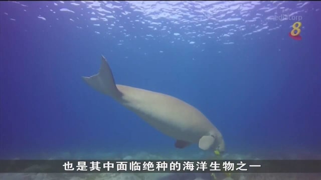 鲍鱼儒艮等生物被列入濒危物种红色名录