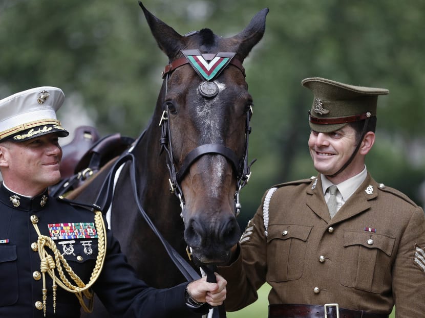 Horse Haldalgo, representing heroic US Marine horse Sergeant Reckless, who served with the US Marine Corps during the Korean War, is awarded with the PDSA Dickin Medal in London on Wednesday, July 27, 2016. Photo: AP