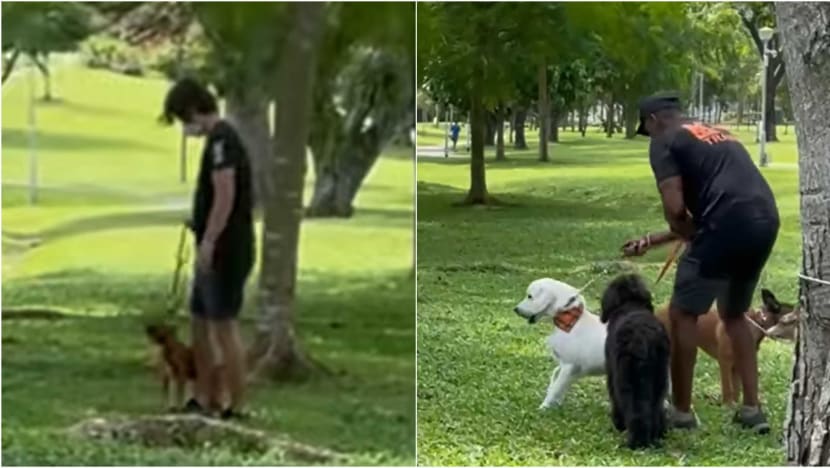 AVS looking into alleged mishandling of dogs by animal trainers in online video AVS looking into alleged mishandling of dogs by animal trainers in online video
