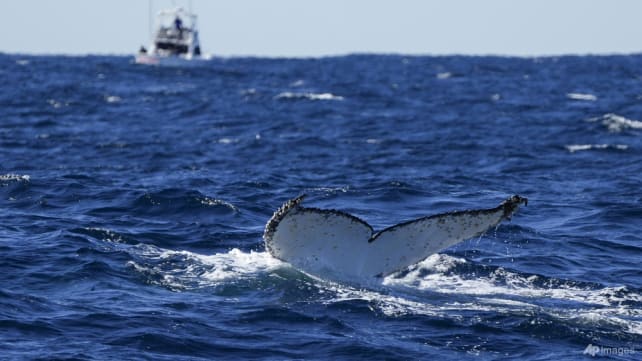 Man dies in Australia after whale collides with boat