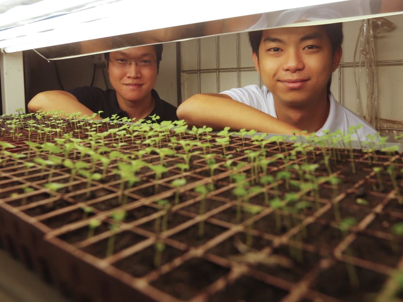 Desmond Khoo,29, Managing Director and, Sean Neo, 28, General Manager of Purely Fresh vegetable farm. Photo: Najeer Yusof/TODAY
