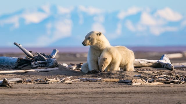 科学家：气候变化 北极熊80年内恐濒临绝种