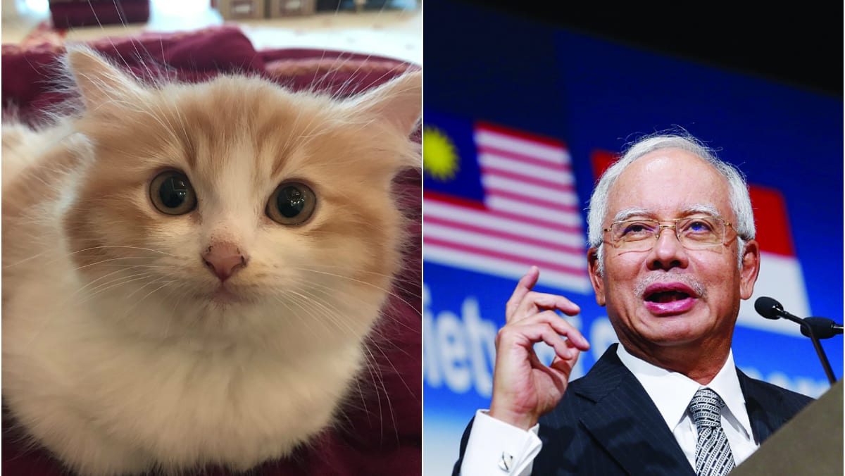 Longhair kitten Leo latest addition to PM Najib’s cats - TODAY