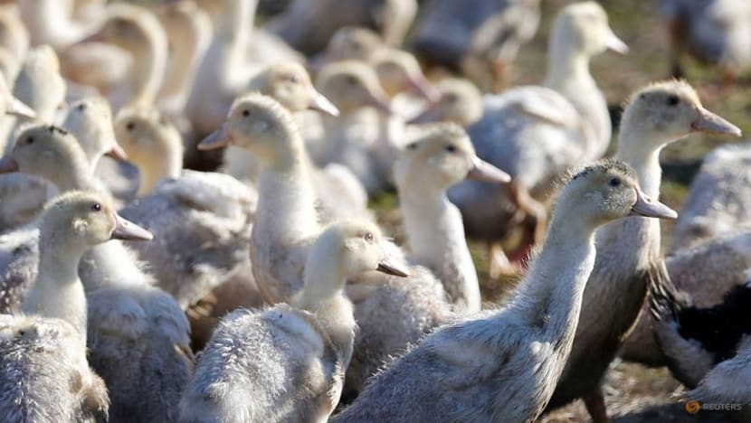 France orders poultry indoors as bird flu risk level raised to "high"