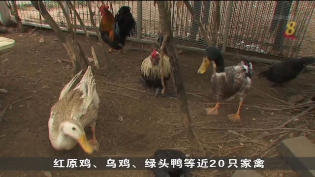 芽笼飞禽“收留所”移除期限即将到期 鸡鸭预计被搬到附近庙宇
