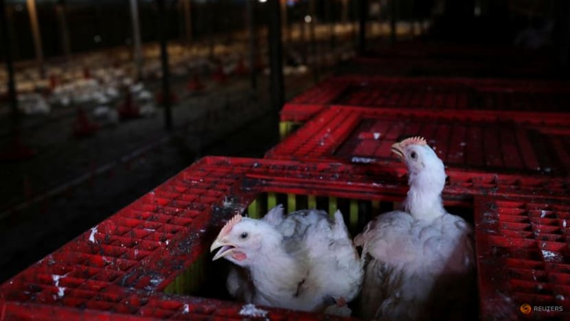 Malaysia eases restrictions on live chicken exports Malaysia eases restrictions on live chicken exports