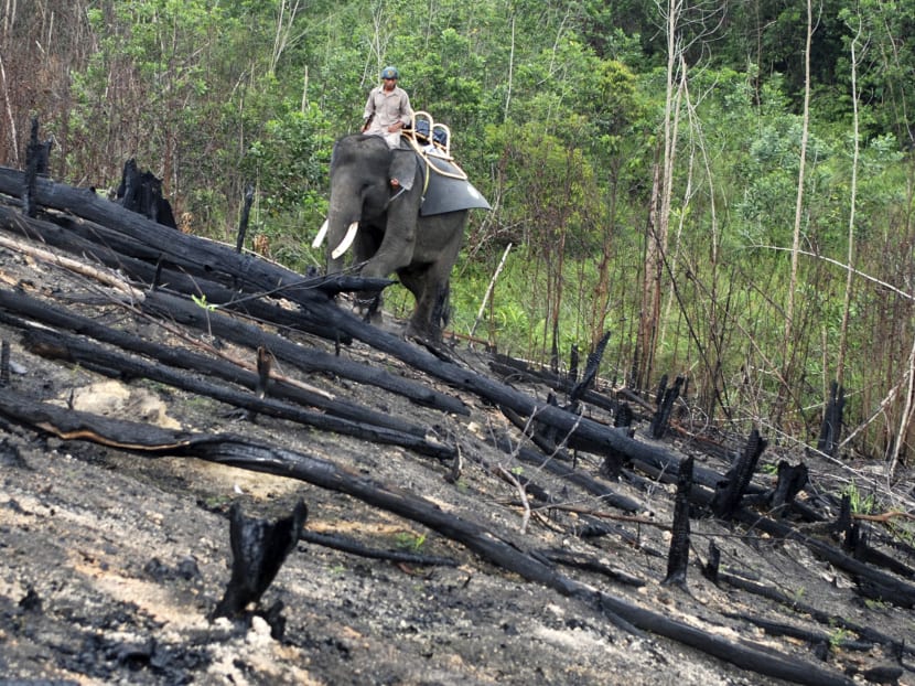 Indonesia uses trained elephants to control forest fires