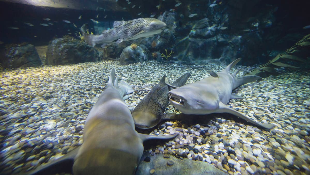 Sharks do have personalities, study finds - TODAY