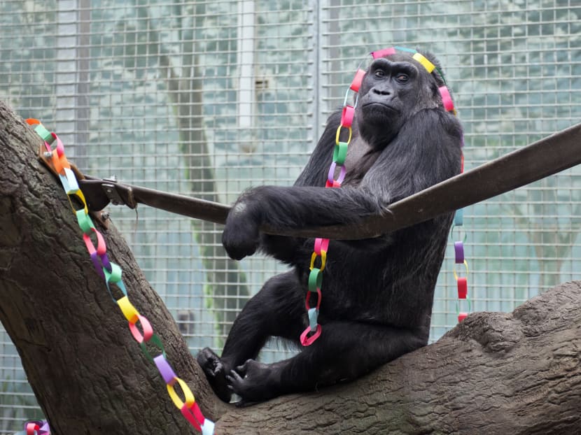 In this December 2012, file photo, Colo, a lowland gorilla, sits in her enclosure at the zoo in Powell, Ohio. Photo: AP/Columbus Zoo and Aquarium
