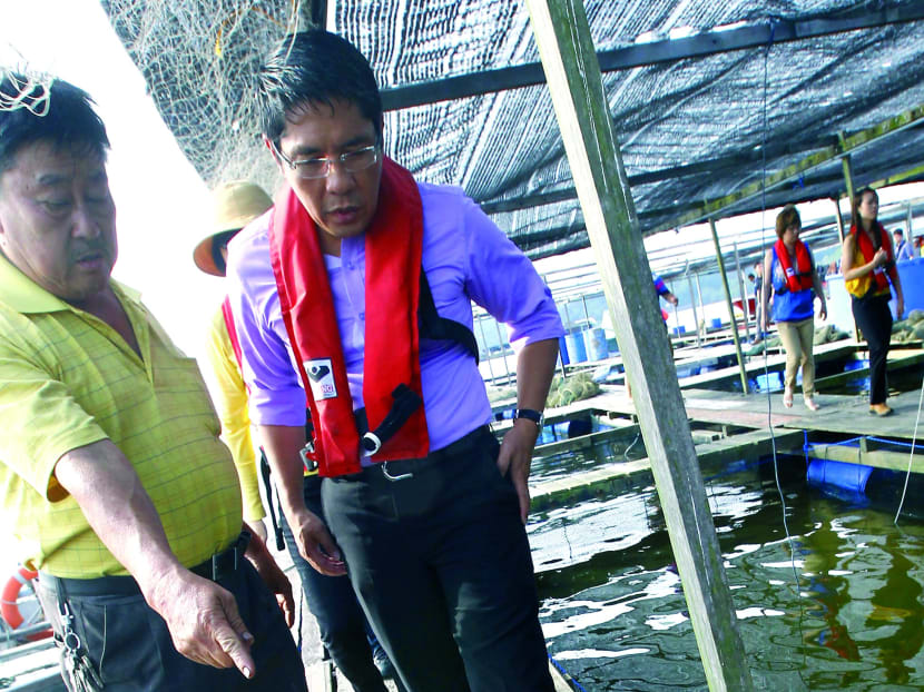Mr Teh Aik Hua showing Dr Maliki Osman dead fish at his farm. He estimated that his total losses amounted to more than S$1 million. Photo: Ernest Chua