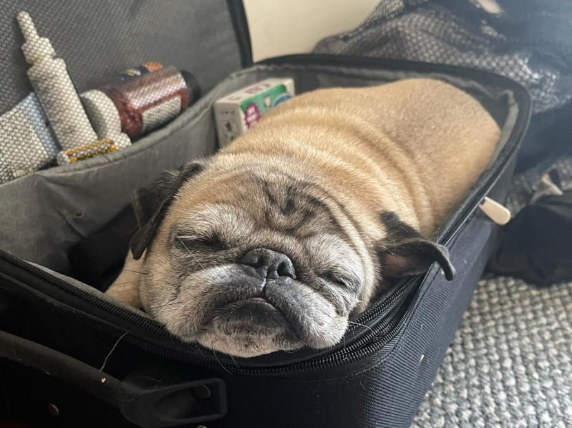 Meet Noodle, the TikTok pug who decides what your day will be like