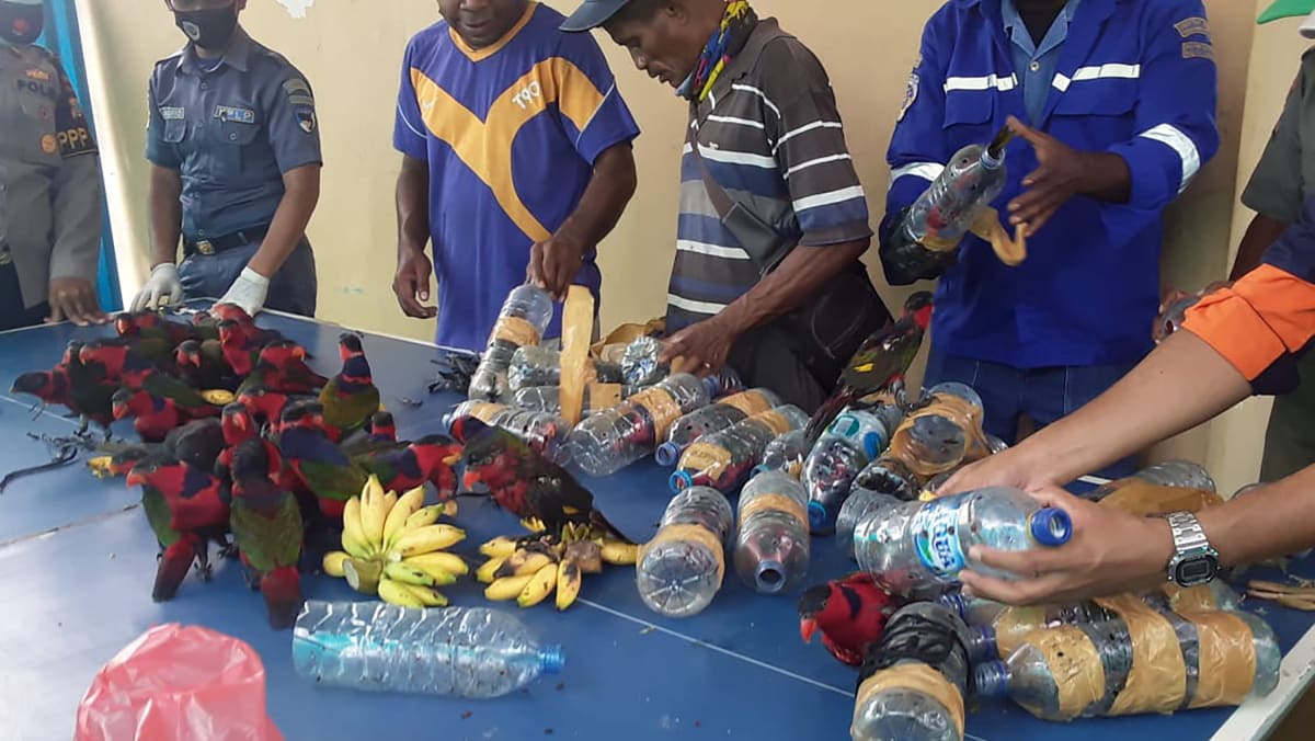 Smuggled parrots stuffed in plastic bottles Indonesia police TODAY