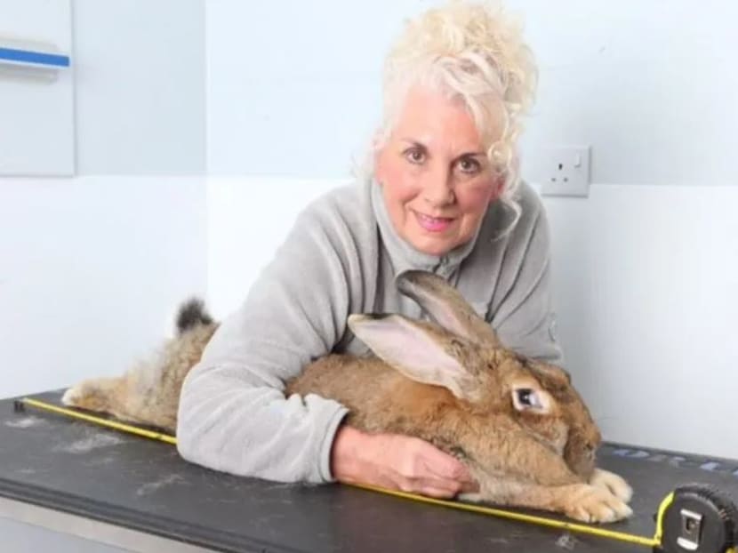 Darius the top rabbit world's biggest