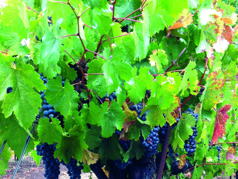 Sonoma Valley: Have a vine time here