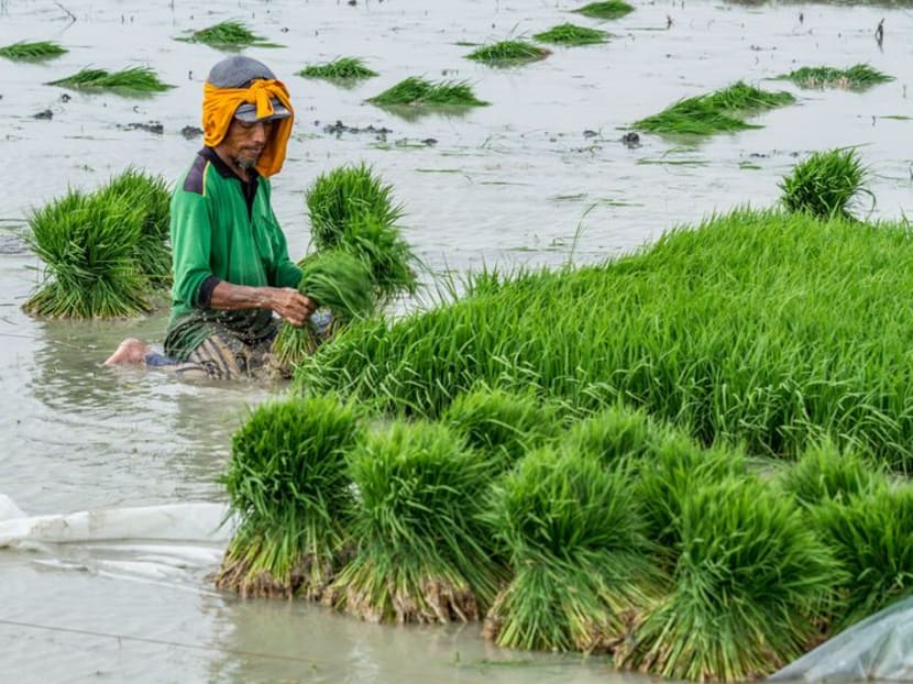 A farmer plants rice seeds at a rice field in Demak, Indonesia October 23, 2018. Antara Foto/Aji Styawan via REUTERS/File Photo A farmer plants rice seeds at a rice field in Demak, Indonesia October 23, 2018. Antara Foto/Aji Styawan via REUTERS/File Photo