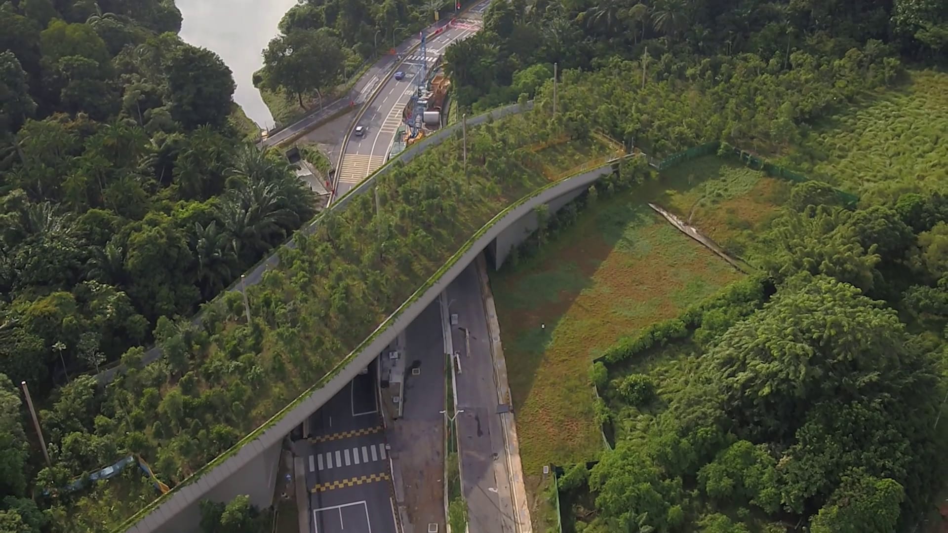 Mandai wildlife bridge: Rare sambar deer among nearly 70 species spotted using crossing Mandai wildlife bridge: Rare sambar deer among nearly 70 species spotted using crossing