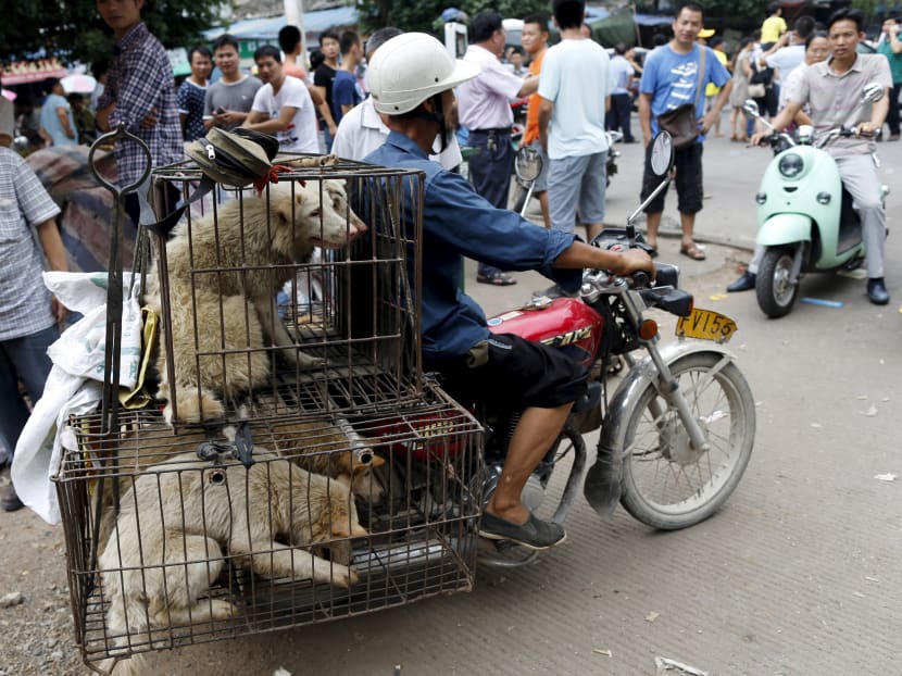 Dog meat festival continues at Yulin despite pledges to shut it down