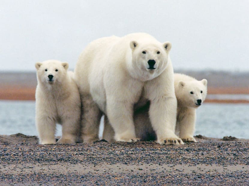 Polar bears will not survive on land food: Scientists - TODAY