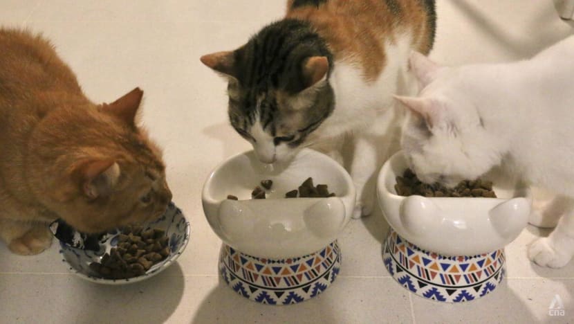 Order top pet supplies