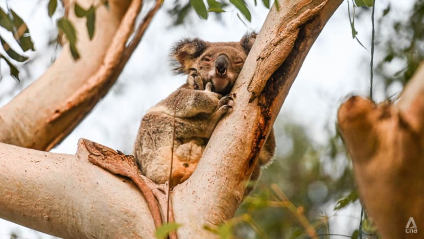 The decline is massive': Why Australia's koalas are on the path to extinction - CNA The decline is massive': Why Australia's koalas are on the path to extinction - CNA