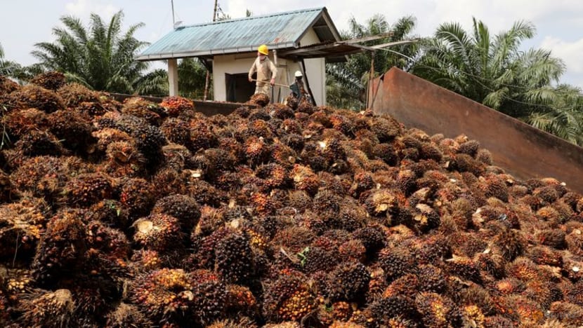 Malaysia palm oil group warns of losses ahead from 'severe' labour crunch