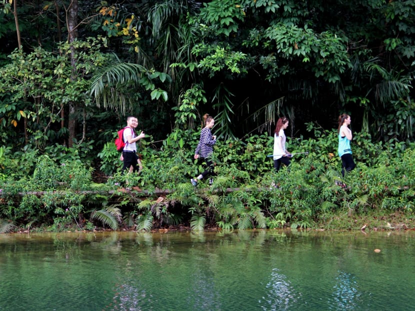 TODAY file photo of trekkers at MacRitchie Reservoir.