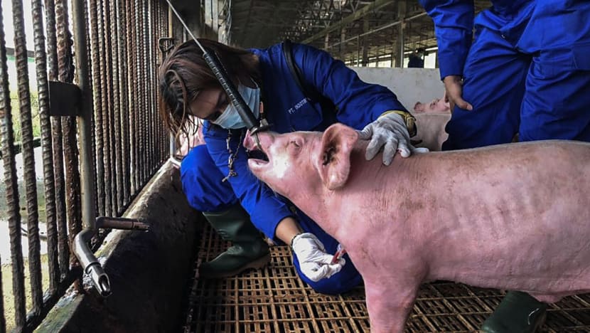 Indonesia developing serum against African swine fever virus after outbreak in major farm near Batam