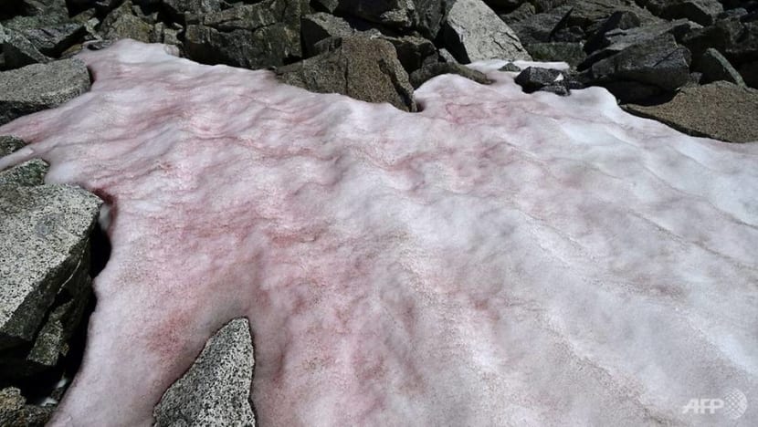 Pink ice in Italy's Alps sparks algae probe Pink ice in Italy's Alps sparks algae probe