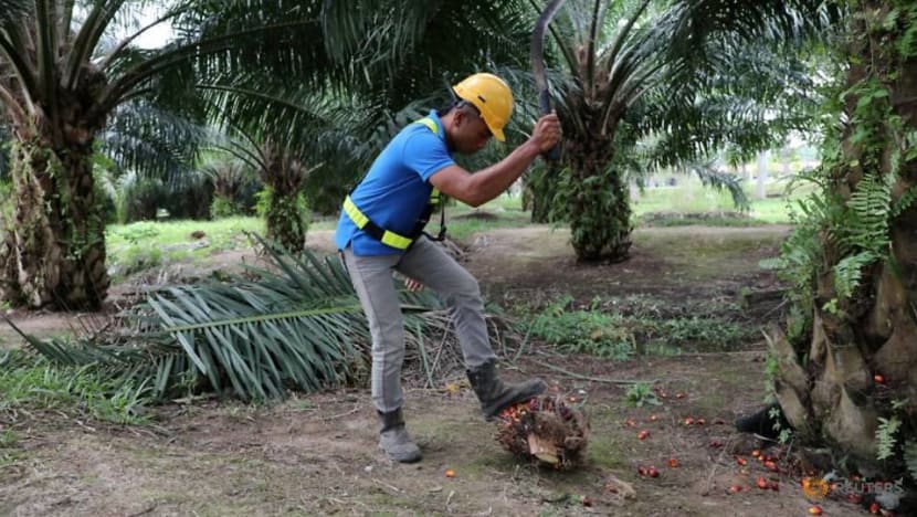 US bans Malaysian palm oil giant Sime Darby over forced labour