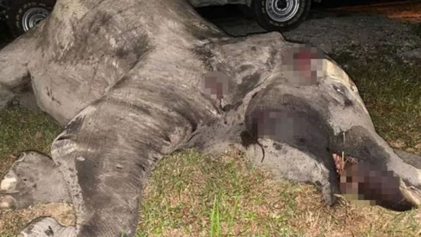Gajah betina mati dirempuh kenderaan dekat Kota Tinggi