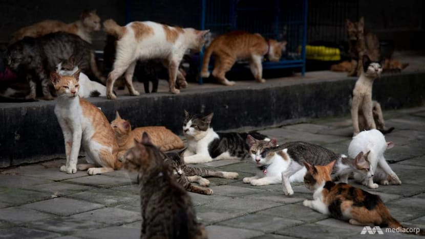 Perempuan Ini Mengubah Rumahnya Menjadi Penampungan Bagi Lebih Dari 300 Kucing Jalanan Dan Terlantar Cna