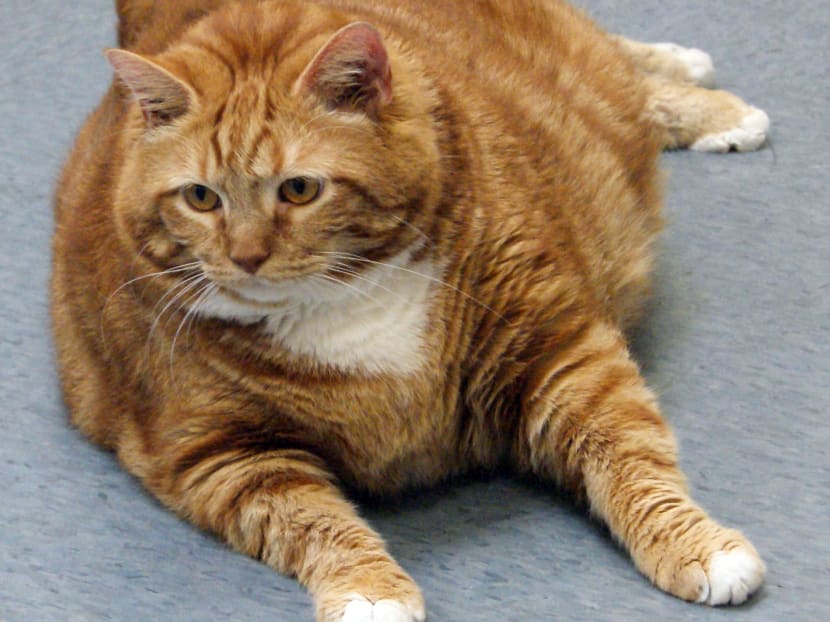 Gallery: Former 41-pound fat cat in Texas slims down to 19 pounds