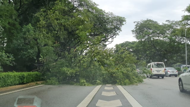 泛岛快速公路旁大树倒下 车道受阻