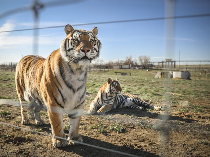 A pair of the 39 tigers rescued in 2017 from Joe Exotic's GW Exotic Animal Park relax at the Wild Animal Sanctuary in Keenesburg, Colorado, US on April 5, 2020.