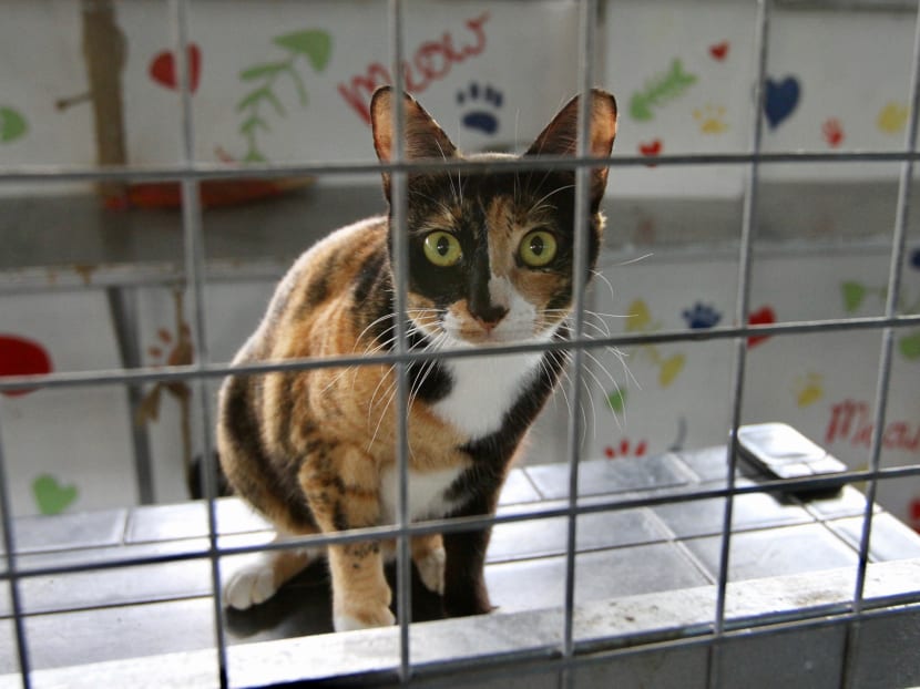 One of 105 cats at BFF, an independent shelter located at The Animal Lodge. One of 105 cats at BFF, an independent shelter located at The Animal Lodge.