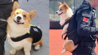 This Corgi Is Now China's Most Popular Police Officer