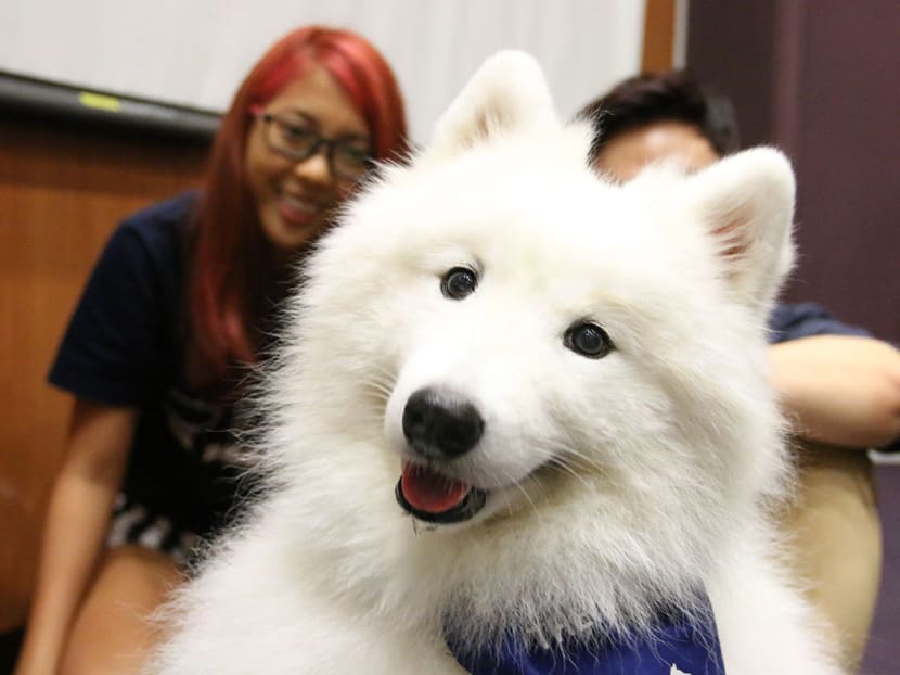 NUS students find a pawsome way to destress