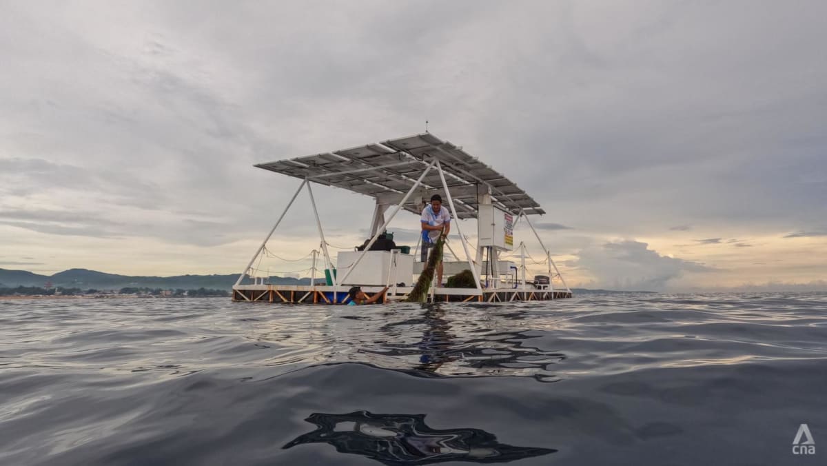 Deep-sea solution seeding hope for struggling but essential seaweed farming industry Deep-sea solution seeding hope for struggling but essential seaweed farming industry