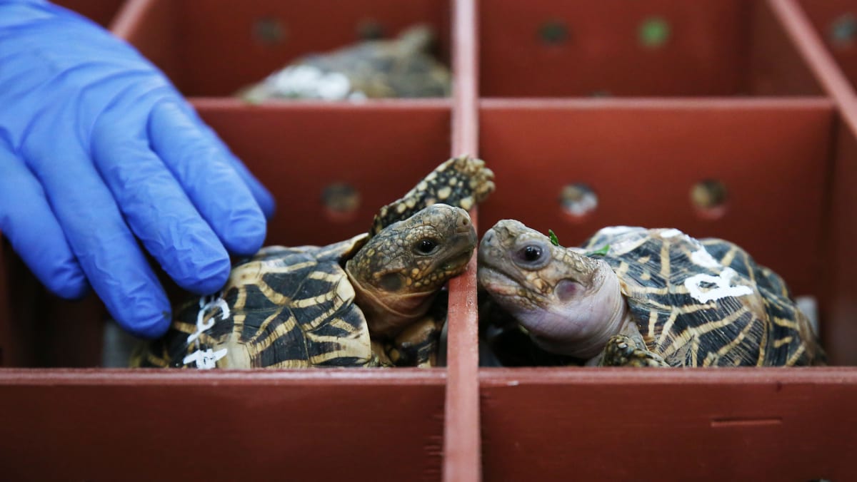 Wildlife rescue group sends 51 smuggled star tortoises home to