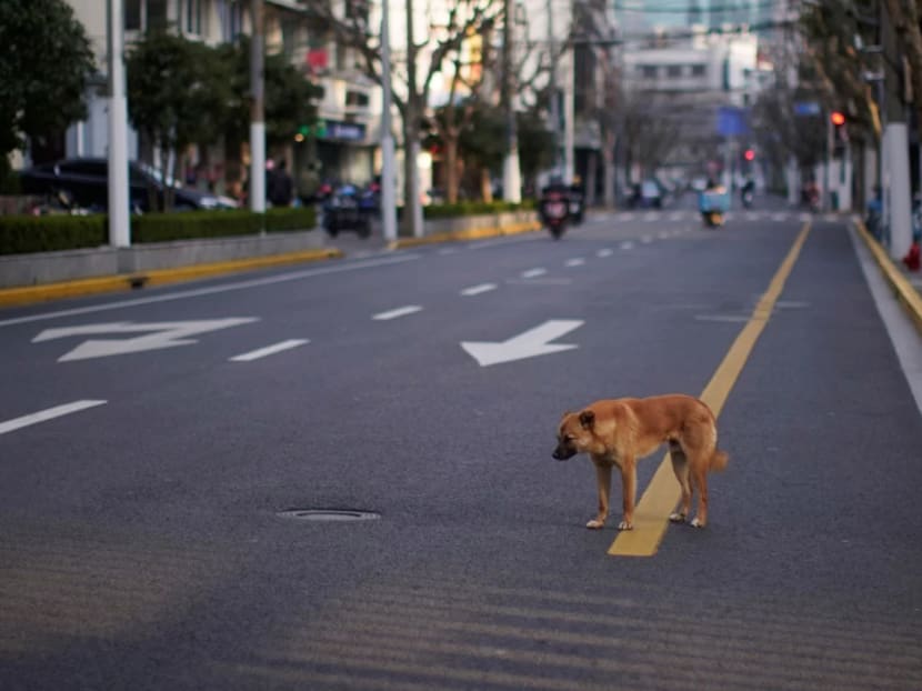 Many dogs were left to fend for themselves after scores of Chinese cities were locked down in the fight against the coronavirus.