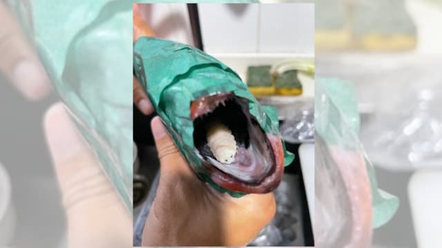 香港男子空运昂贵鲜鱼做刺身 嘴内竟藏巨大寄生虫