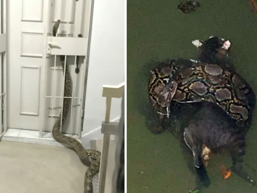 2 public sightings of python daily: Acres - TODAY