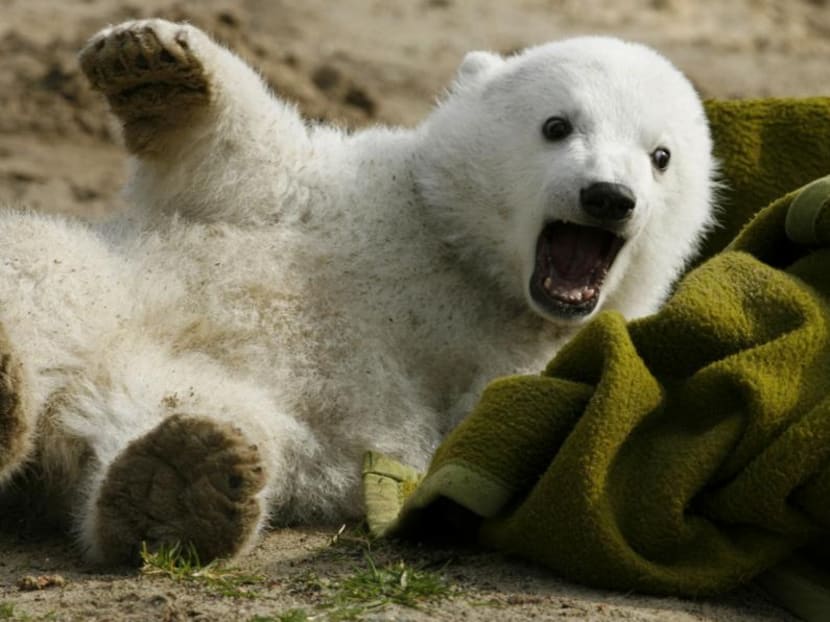 Gallery: Scientists solve mystery of polar bear Knut’s death