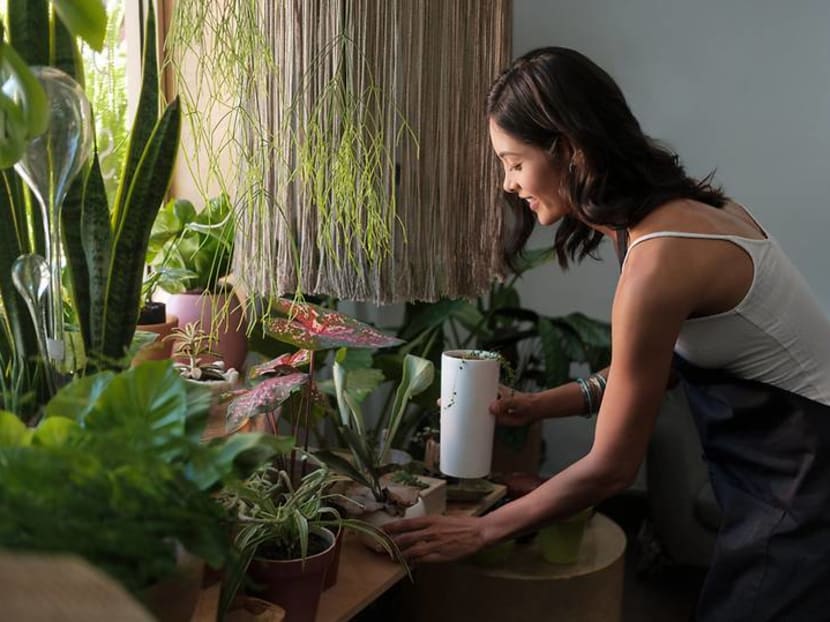 S$40,000 for a single plant? How much Singaporeans are splurging on their hobby S$40,000 for a single plant? How much Singaporeans are splurging on their hobby